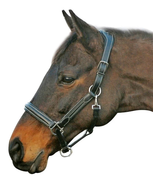 HDR Stress-Free Shaped Crown Halter 3 HDR Stress-Free Shaped Crown Halter - Image 3