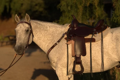Circle Y Salt River Flex2 Trail Saddle 1667 3 Circle Y Salt River Flex2 Trail Saddle 1667 - Image 3