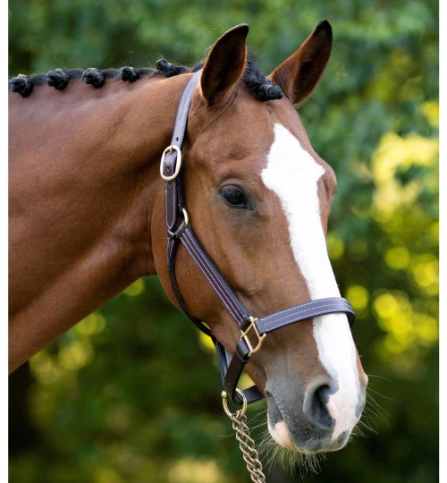 Black Oak Pine Leather Halter 1 Black Oak Pine Leather Halter