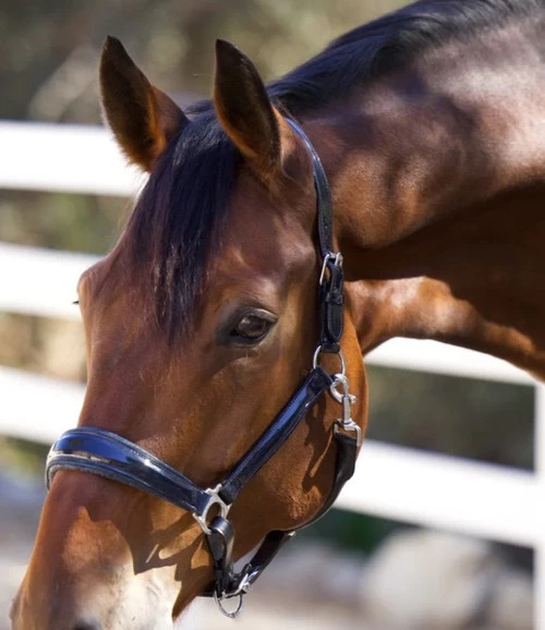 Halter Ego Copenhagen Navy Patent Halter 2 Halter Ego Copenhagen Navy Patent Halter - Image 2