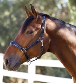 Halter Ego Copenhagen Navy Patent Halter 8 Halter Ego Copenhagen Navy Patent Halter -Western Tack Outlet Store copenhagen navy halter nv.pt navy hero COPENHAGEN HALTER halter ego 97604.1682536277