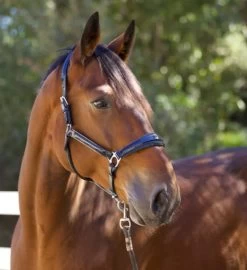 Halter Ego Copenhagen Navy Patent Halter 7 Halter Ego Copenhagen Navy Patent Halter -Western Tack Outlet Store copenhagen navy halter nv.pt navy side halter ego 41538.1682560513