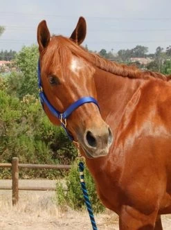 Mary's Walsh Nylon Halter -Western Tack Outlet Store mary s nylon halter 3 51448 31843.1684342680