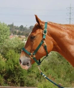 Mary's Walsh Nylon Halter -Western Tack Outlet Store mary s nylon halter 5 66151 74448.1684342692