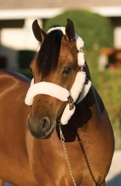 Ovation Sheepskin Pony Shipping Halter -Western Tack Outlet Store ovation sheepskin pony shipping halter 2 06071 50134.1527309294