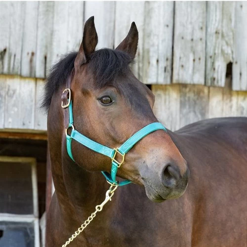 Perri's Premium Nylon Safety Halter 2 Perri's Premium Nylon Safety Halter - Image 2