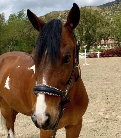 Halter Ego Safari Halter -Western Tack Outlet Store safari halter blk lprd front halter ego 27053.1682538591